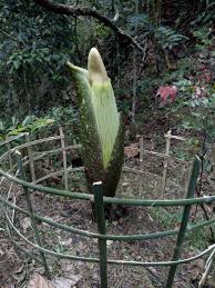Bunga raflesia jumlahnya di indonesia sudah sangat terbatas dan dapat ditemukan di taman nasional bengkulu. Bunga Langka Jenis Amorphophallus Titanum Kembali Mekar Di Agam Amcnews Co Id