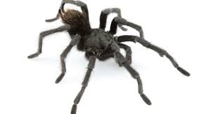 The toxin of the female black widow spider is multiple times as harmful just the female black widow is dangerous to people; The World S Most Dangerous Spiders Warning Graphic Images Cbs News