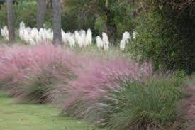 Ornamental Grass That Grows In Shade Popular Shady Ornamental Grasses Shade Grass Ornamental Grasses For Shade Tall Grass Landscaping