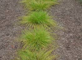 Image result for Carex angolensis