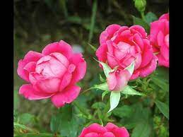 Please don't neglect the rose, in your garden. Don T Neglect The Rose By Ginny Hawker Wmv Youtube