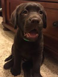 Maybe you would like to learn more about one of these? Chocolate Lab Puppies Craigslist Online Shopping