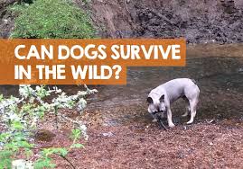 Research shows that larger dogs live for a shorter period of time when compared to smaller ones. Can Dogs Survive In The Wild On Their Own Better Off