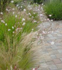 Gaura And Mexican Feather Grassphoto By Pamela Bateman Garden Design Mexican Feather Grass Garden Design Grasses Landscaping