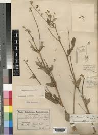 Image result for Neorautanenia mitis