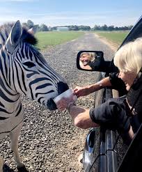 Family Fun Tennessee Safari Park Great For All Ages