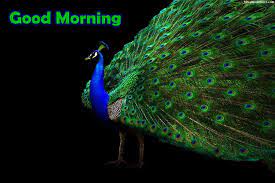 Maybe you would like to learn more about one of these? Good Morning With Beautiful Peacock