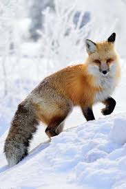 Fox On Twitter Fox In Snow Fox Fox Pictures