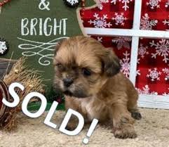 Maybe you would like to learn more about one of these? Shih Tzus Calico Puppy Ranch In Anderson Mo