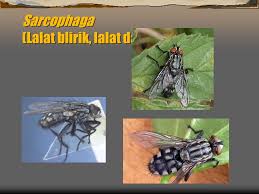 Klarifikasi lalat daging ( l alat alat sarcop sarcophaga haga haem haemmorr haoi haoi dali daliss) pada abdomen terdapat gambaran seperti papan catur. Lalat Dr Ririh Yudhastuti Drh Msc Departemen Kesehatan Lingkungan Ppt Download