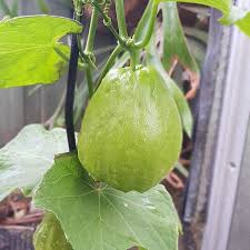 Image result for Sechium edule