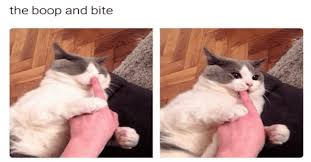 Lift your spirits with funny jokes, trending memes, entertaining gifs, inspiring stories, viral videos, and so much more. I Can Has Cheezburger Caturday Memes Funny Animals Online Cheezburger