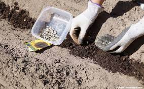 Kapan waktu ideal menanam bunga matahari? 5 Cara Menanam Bunga Matahari Paling Mudah Praktis