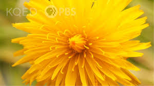We hope that the following list of synonyms for the word oxeyes will help you to finish your crossword today. This Is Not A Dandelion Kqed