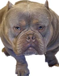 Profile for KEY PIT LOW