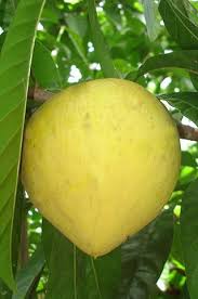 Canistel Ou Sapote Jaune Pouteria Campechiana Kunth Baehni Legume Exotique Fruits Exotiques Jardin Fruitier