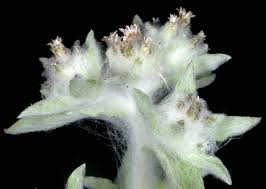 Image result for Gnaphalium