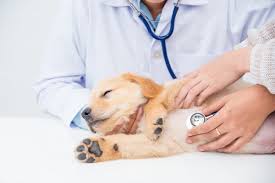 Maybe you would like to learn more about one of these? Emergency Pet Care Bluffton Sc Buckwalter Veterinary Clinic