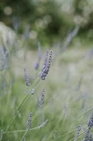 However, one of the most. A Guide To Sustainable Seasonal Wedding Flowers July Danish Island Weddings