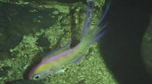Composition And Distribution Patterns Of Deep Water Fish