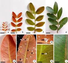 Image result for Copaifera