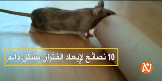 10 نصائح لإبعاد الفئران بشكل دائم شبكة نصيحة إصنع بنفسك