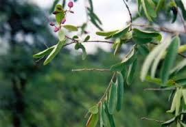 Image result for Securidaca longepedunculata