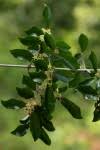 Image result for Hippocratea crenata