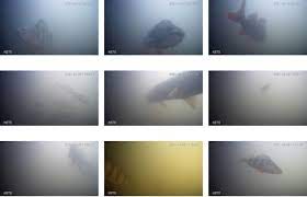 Daarom bedacht hij de visdeurbel. Live Stream Fish Get Their Doorbell And Enter The Spawning Ground Netherlands News Live