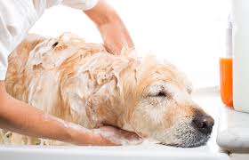Our vast selection of freshwater aquarium fish varies on what species are in. Natural Pet Products Are Preferred By Groomers Trends Petproductnews Com