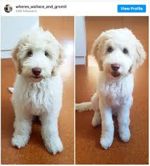 Even a deep, dark red goldendoodle puppy's coat may lighten or fade. Doodle Haircuts To Swoon Over Tons Of Pictures