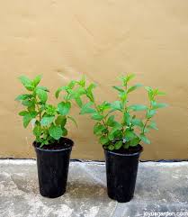 Buy peppermint herbs and get the best deals at the lowest prices on ebay! Mint Plant Care How To Care For And Plant This Fragrant Herb
