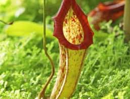 Maybe you would like to learn more about one of these? Amazon Rainforest Plants The Most Beautiful In The Jungle