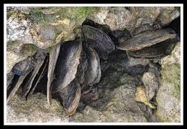 Image result for Isoglossa vulcanicola