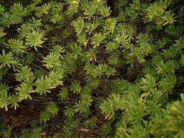 Image result for Suriana maritima