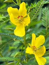 Image result for Chamaecrista paralias