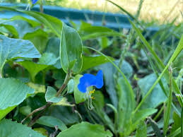 Image result for Commelina kotschyi