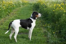 Image result for bernský honič