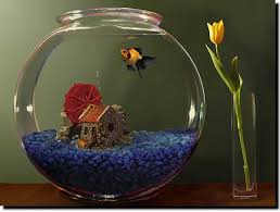 Pin By Priority Moving On Moving Tips Goldfish Aquarium Feng Shui Fish Tank Fish Tank