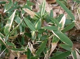 Image result for Pleioblastus fortunei