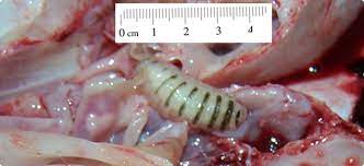 Pulchrum parasite is a nematode worm of. Nasal Bots In Sheep Agriculture And Food