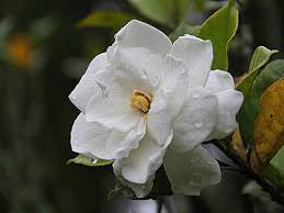Maybe you would like to learn more about one of these? These 5 Fragrant Plants Are Best For Your Bedroom The Times Of India