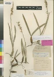 Image result for Eggelingia clavata