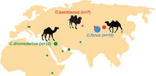 Bactrian camels are less common. Geographical Locations Of The Samples Used In This Study Including Download Scientific Diagram