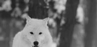 Don T Bite The Hand That Feeds You Gif Https Encrypted Tbn0 Gstatic Com Images Q Tbn 3aand9gctkmvnu6corvrd0z Hjlk4nbupim6wogi Zqa Usqp Cau