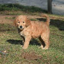 Some noise is bugging her, so the goldendoodle ally is barking during a time span. Hypoallergenic Golden Retriever Poodle Mix Goldendoodle Puppy Doodles Poodle Mix Puppies Dogs Golden Retriever Golden Retriever Poodle Mix