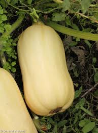 Image result for Cucurbita moschata