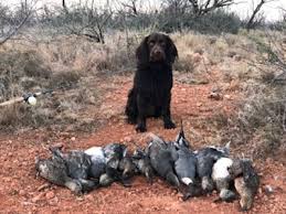 14 to 18 inches at the shoulder weight: Boykin Spaniel Puppies For Sale