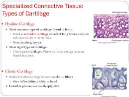 Cartilage is a form of fibrous connective tissue that is composed of closely packed collagenous fibers in a rubbery gelatinous substance called chondrin. Types Of Connective Tissue Ppt Video Online Download