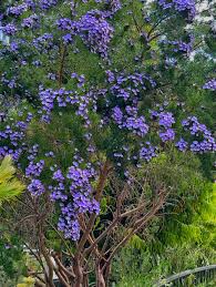 Image result for Psoralea